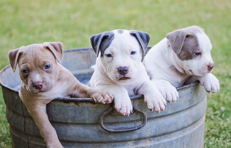 mammal, brown, pet, young animal, 1080P, pets, retriever, dog, grass, togetherness, white, day, labrador retriever, animal family, friendship, bull, portrait