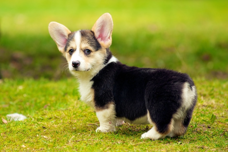 dog, Pembroke Welsh Corgi, white, black, AF, animal, 2K, nature, coated, black and white, Zoom, cute, short, 8G, IF, Puppies, pets, puppy, VR, purebred Dog