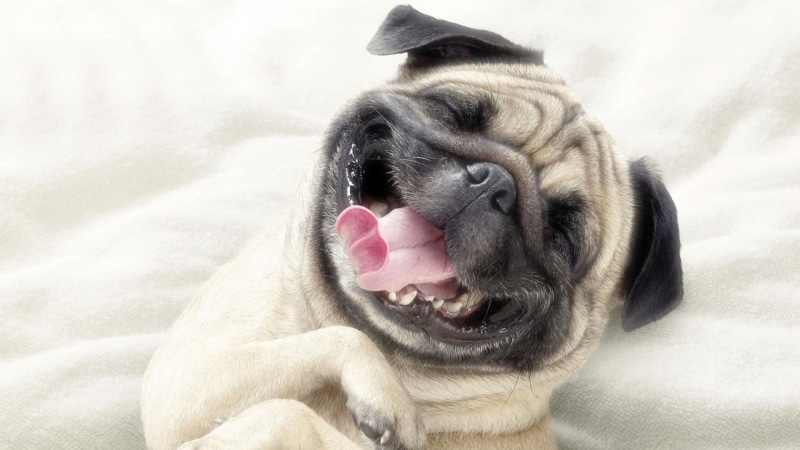 breed, pet, animal, dog, funny, 1080P, domestic animal, purebred, canine, pug