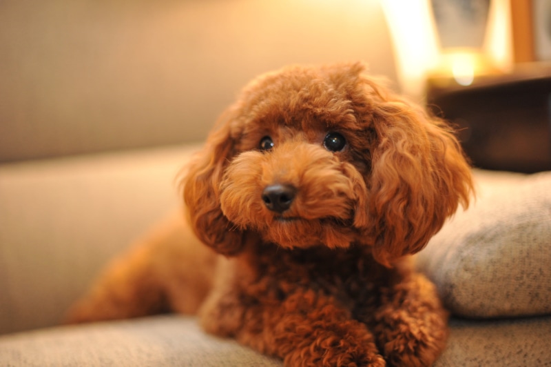 apricot, sitting, puppy, animal, 犬, chocolate, sofa, 茶色, Chocolat, kawaii, indoors, cute, poodle, かわいい, pets, purebred Dog, toy  poodle, ドル, 2K, dog, domestic Animals