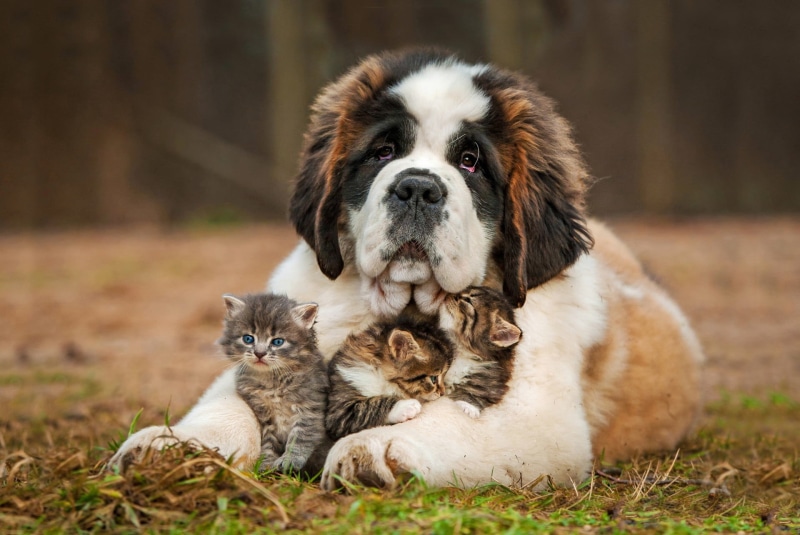 young animal, animal family, puppy, animals, purebred dog, cat, sitting, coated, cute, small, two animals, animal, tan, togetherness, grass, no people