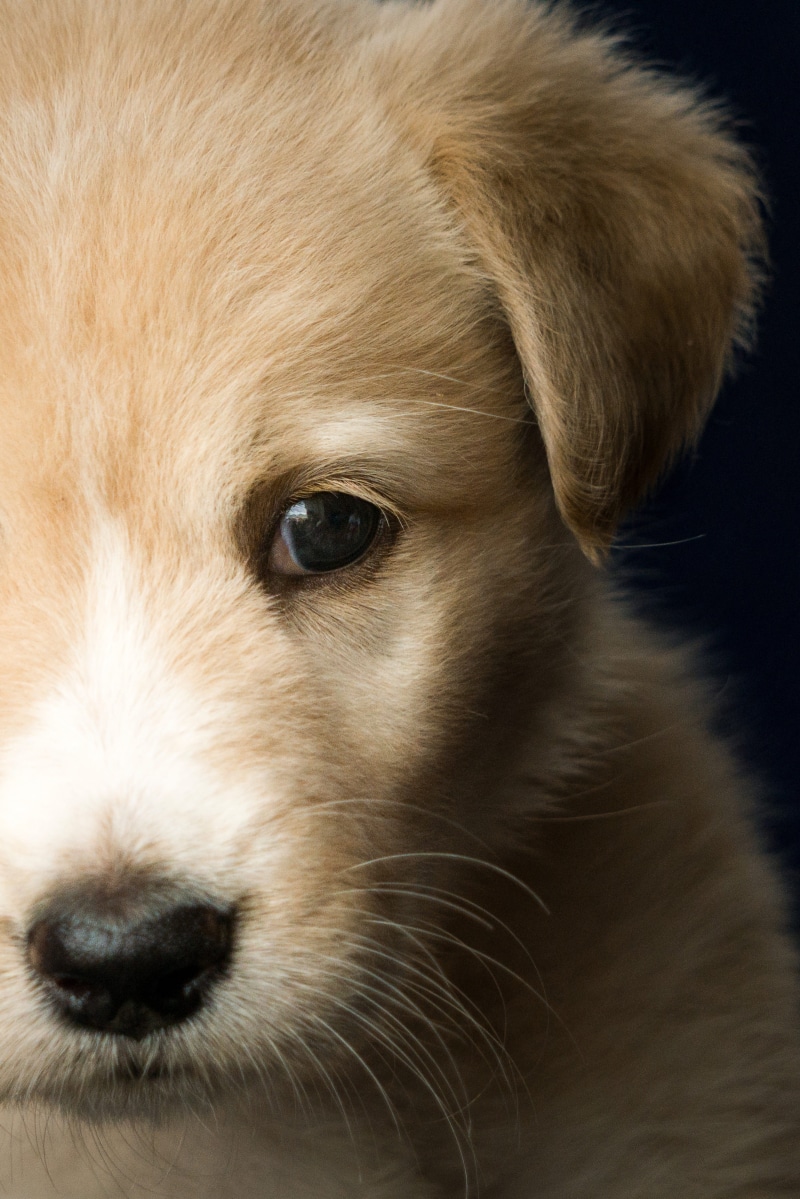 mammal, ecuador, one animal, in the, no people, vertebrate, pets, animal hair, indoors, young animal, joga, purebred dog, animal, animal themes, animal body part