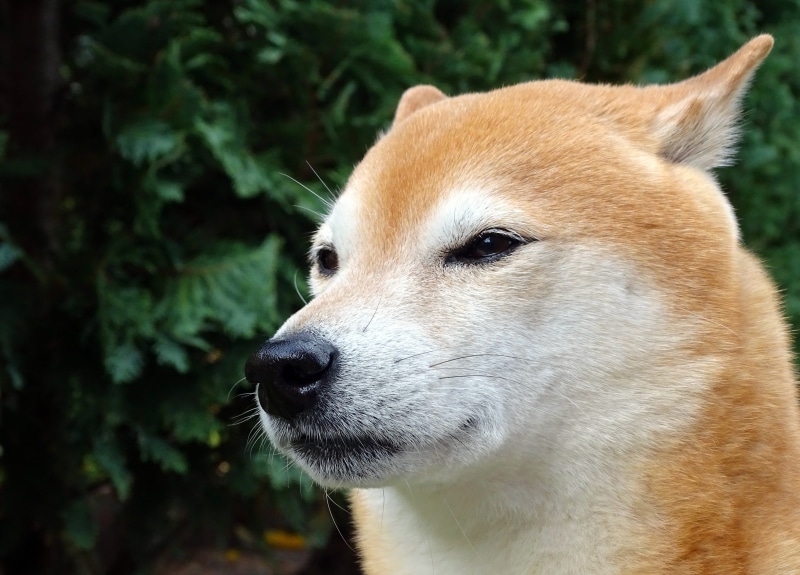 animal portrait, focus on foreground, day, animal body part, looking away, mammal, dog, outdoors, anxious, shiba inu, land, snout, light brown, 4K, tree