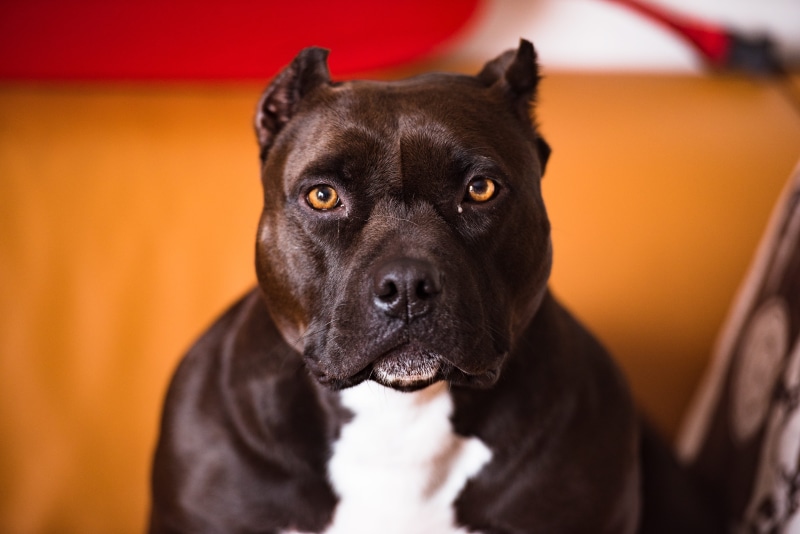 canine, pit, manx, animal, one animal, portrait, dog, snout, brown, 5K, photography, close-up, puppy, americanbully, french bulldog, animal body part