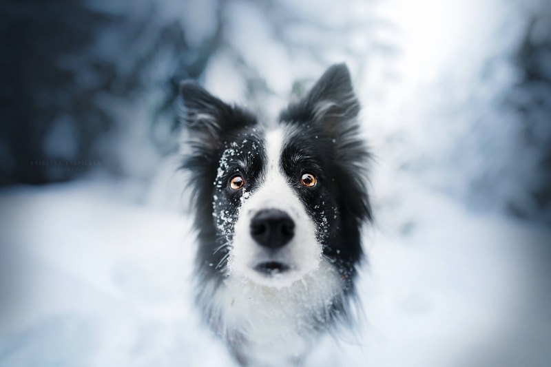 dog, powder snow, one animal, no people, mammal, canine, outdoors, domestic animals, 1080P, white, animal themes, snowing, border collie, domestic, nature