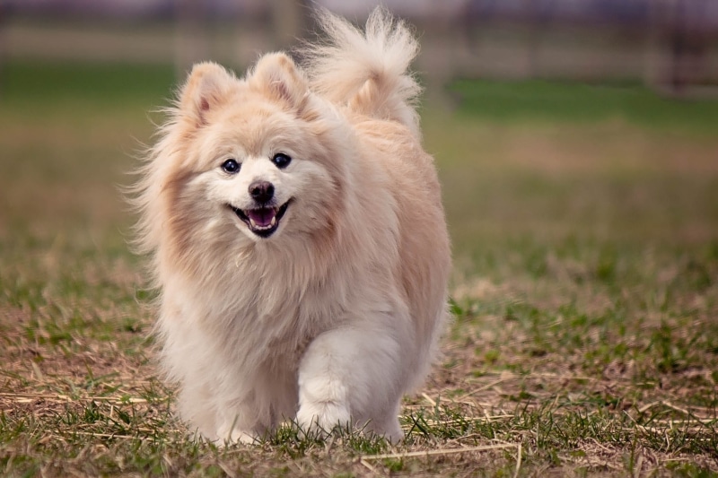 vertebrate, canine, 1080P, running, pomeranian, young Animal, coated, mouth open, purebred Dog, no people, sitting, brown, yellow, outdoors, small, domestic