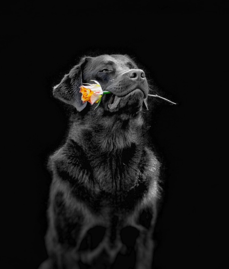 cute, canine, hat, purebred Dog, labs to, animal body part, puppy, domestic Animals, black Color, friendship, flower, looking at camera, one animal, biting