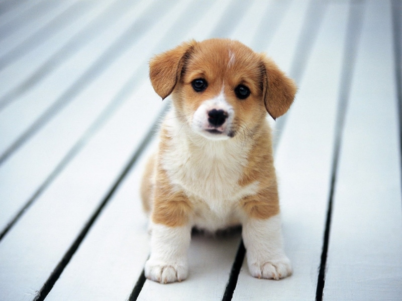 canine, no People, animals And Pets, vertebrate, white, copy Space, mammal, domestic Animals, Animal, close-up, Baby Animal, looking At Camera, outdoors