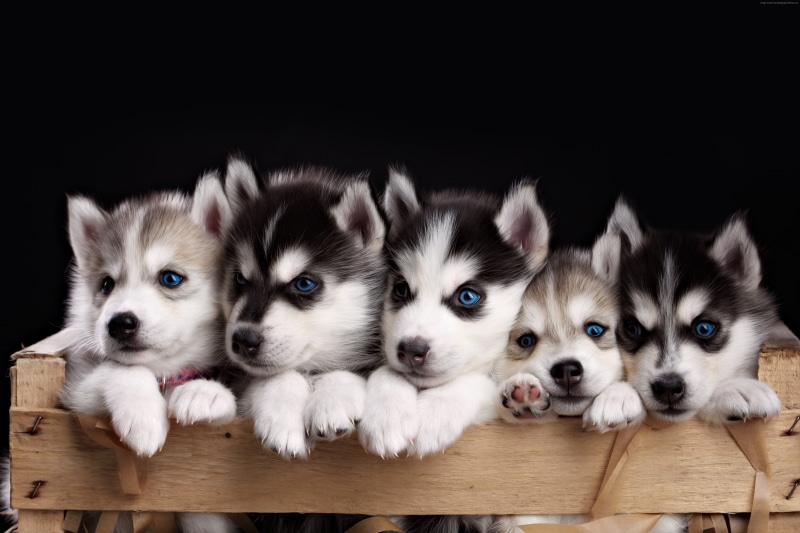 canine, no people, lap dog, small, 4K, innocence, dog, young animal, togetherness, pets, cute, Husky, indoors, animal, 4K, purebred dog, domestic animals
