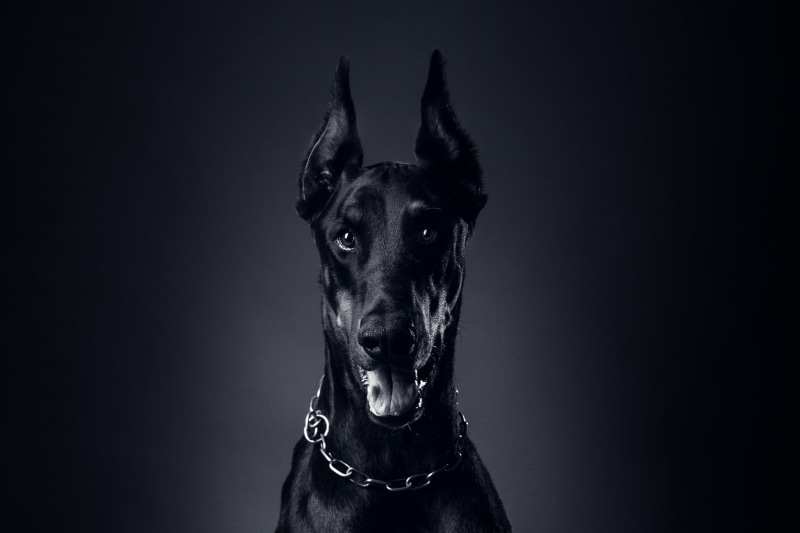 mammal, Doberman, animal mouth, adult, animal Nose, animal body part, collar, Dog, animal, mouth open, language, friendship, animal Ear, miniature Pinscher