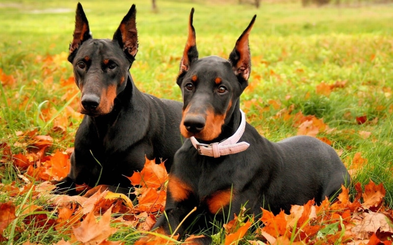 fall, beautiful, dog, doberman, black Color, looking at camera, two, one animal, grass, domestic Animals, adults, domestic, Doberman Pinscher, 1080P, adult