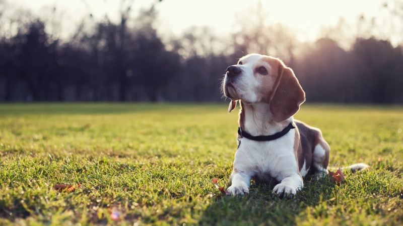 animal themes, plant, domestic, looking, looking away, 1080P, pets, sunlight, Beagles, grass, one animal, canine, dog, jack russell terrier, field, tri