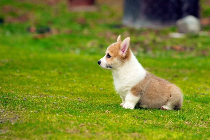 focus, IF, ED, nature, cardigan welsh Corgi, 70-200mm, 2K, 8G, puppy, purebred Dog, white, dog, f/2, pets, corgi, Pembroke Welsh Corgi, cardigan, photography