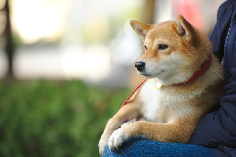 friendship, pets, puppy, leash, cute, outdoors, animal, 4K, Shiba Inu, red, s, lap  Dog, lap, person, Momo, dog, purebred Dog, canine