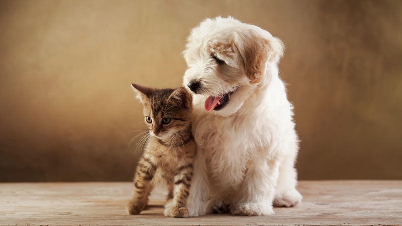 cat, friend, dog, friendship, funny, cute, puppy, kitten, 4K, animals