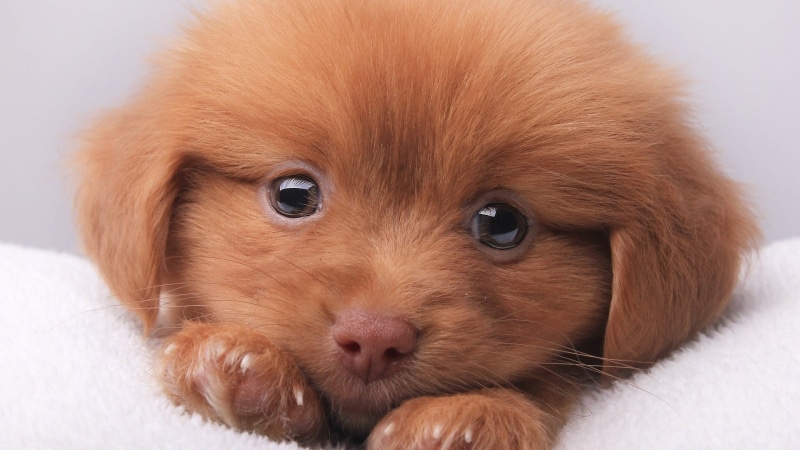 mammal, puppy, animal, vertebrate, small, pets, close-up, puppies, one animal, domestic animals, coated, brown, portrait, dog, animal eye, short, young animal