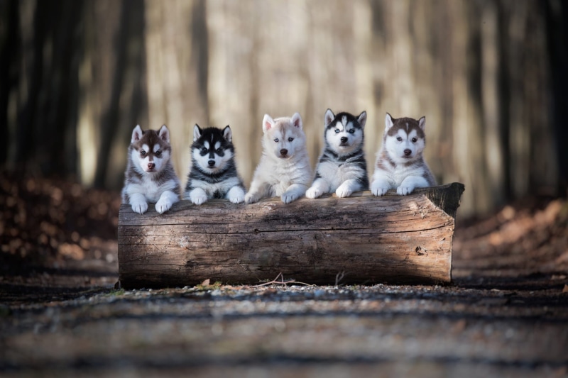 Alaskan Malamute, Puppy, Baby Animal, 1080P, Dogs, Dog