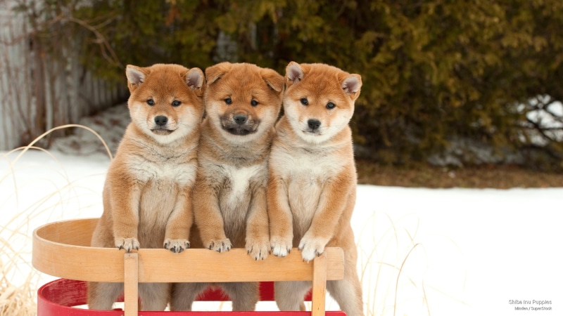 shiba, inu, 2K, puppies, Dogs