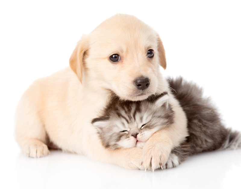 Puppy, Animal, Dog, Baby Animal, Cat, Kitten, Cat and Dog, 1080P