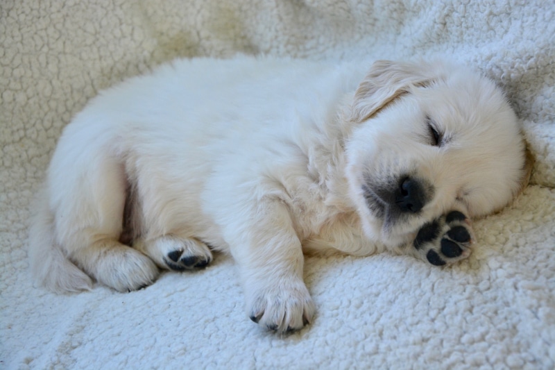 puppy sleeping, dog, 5K, portrait of a domestic animal, golden retriever puppy, animal head, mister brown golden, sleeping, young animal, domestic animals