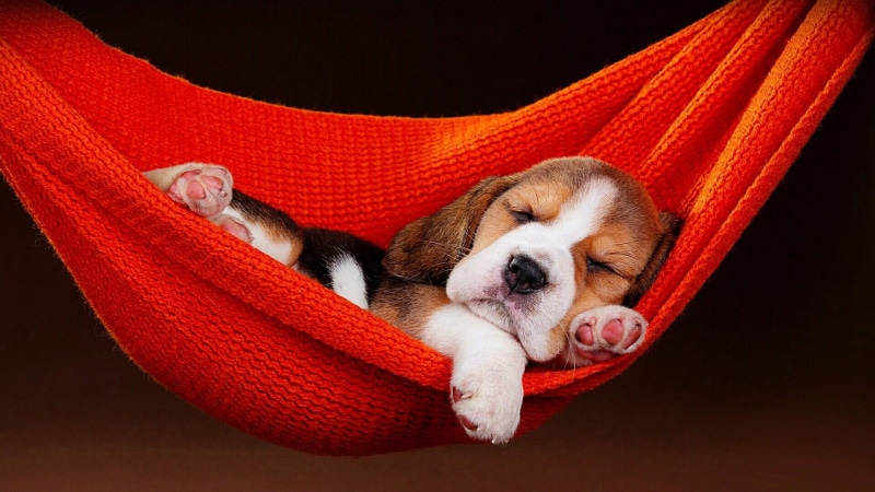 Dog, Sleeping, Animal, Hammock, 1080P, Dogs, Beagle, Puppy