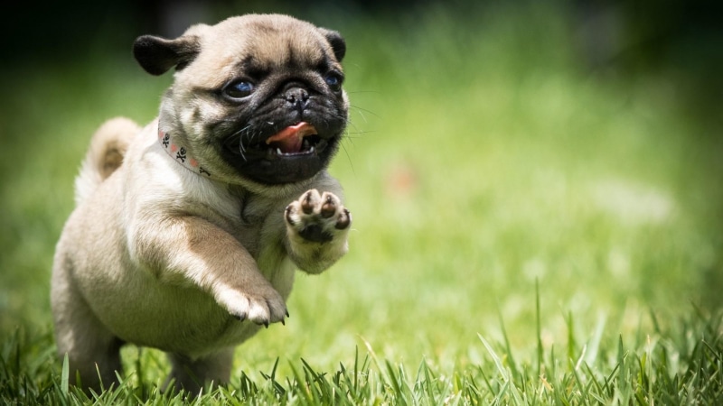 1080P, field, dog, pug, puppy, mops, run, cute, grass