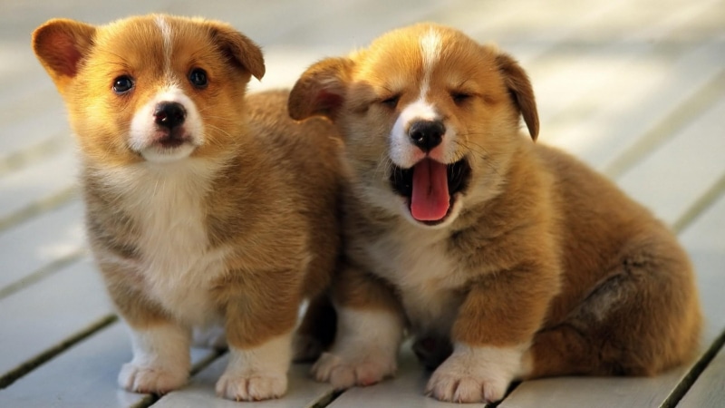 puppy, puppies, 1080P, dog, doggy, doggie, dogs, animals, cute
