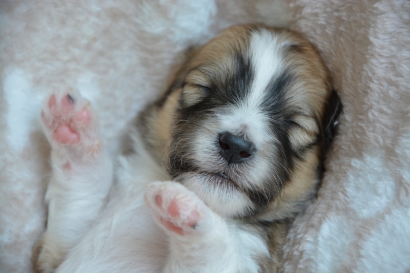 domestic animals, sleeping, baby dog, vertebrate, softness, cute, relaxation, puppy, no people, 5K, indoors, small, close-up, canine, pets, animal head