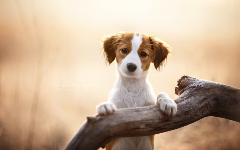 1080P, puppies, dog, animals