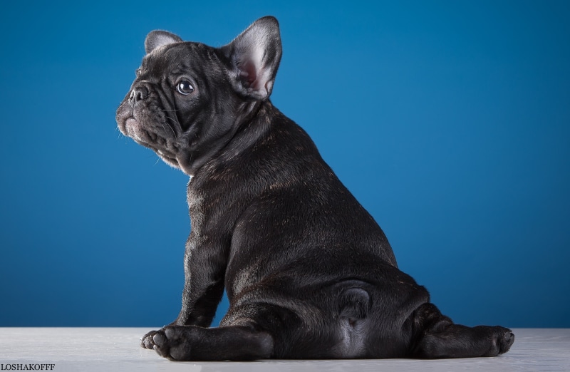 French bulldog, puppy, funny, 2K