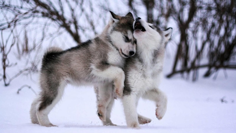 baby, 1080P, eskimo dog, malamute, cute, sled dog, husky, animals, dog