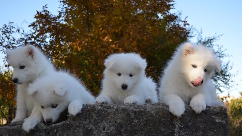 mammal, puppies, pomeranian, day, cute, animal family, dog breed, outdoors, dog, samoyed, pets, 4K, tree, domestic animals, group of animals, nature, two animals