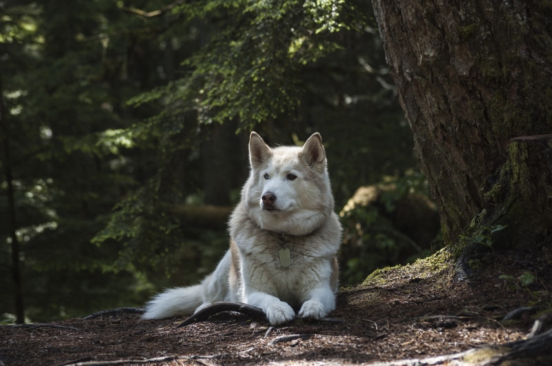 alaskan, domestic, prone, animals in the wild, looking, domestic animals, plant, land, dirt, canine, red, one Animal, animal wildlife, nature, puppy, tree