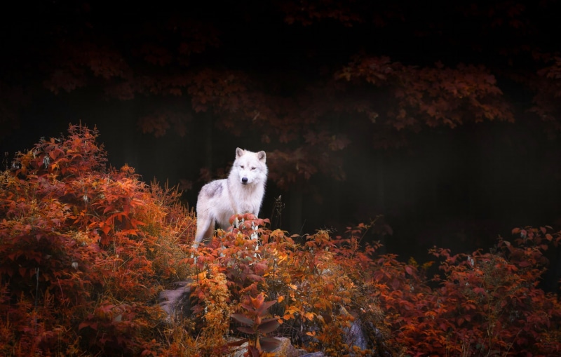 night, black Color, looking, animal, outdoors, purebred Dog, brown, plant part, animal themes, cute, pets, woodland, wildlife, surrounded, winter, rock