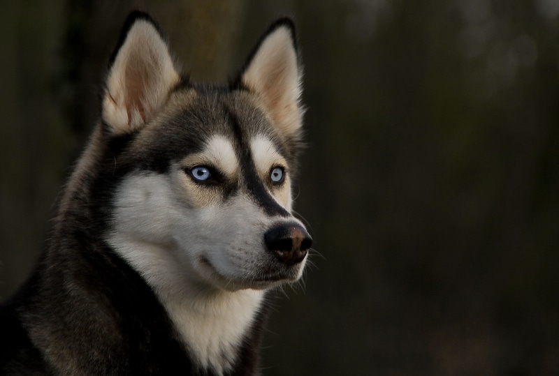 nature, canine, 2K, cute, animal Head, animal Nose, snout, siberian, beautiful, day, domestic, focus on foreground, short, siberia, black Color, mammal