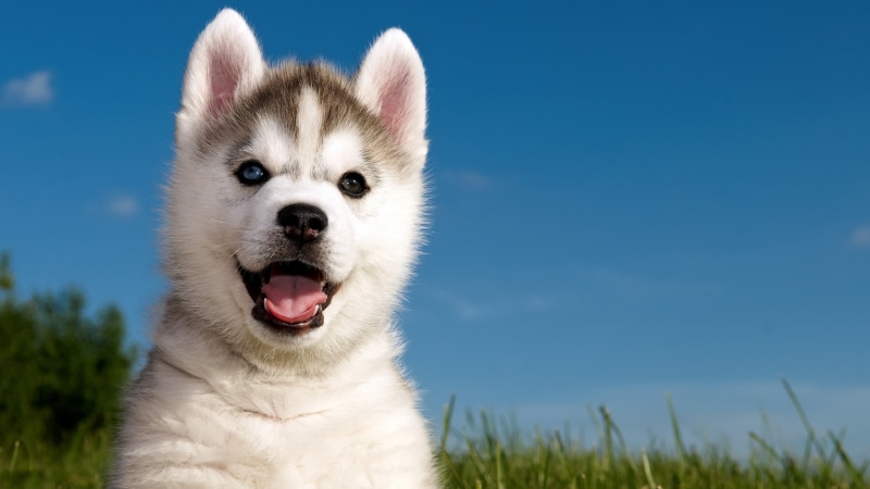 cute, mammal, face, 4K, puppy, blue sky, dog breed, sled dog, siberian husky, dog