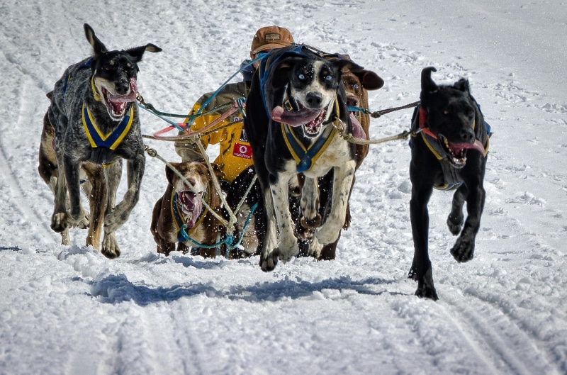 sled, running, tongues, 1080P, snow, dog