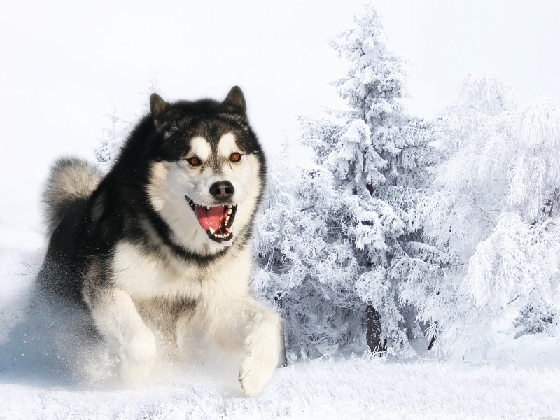 outdoors, cute, animal Eye, domestic Animals, husky, mouth open, nature, animal wildlife, pets, cold - Temperature, malamute, domestic, animal, friendship