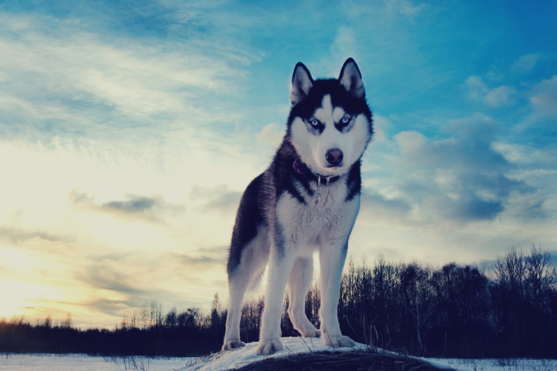 tree, plant, domestic, animal, 1080P, coated, cloud - sky, looking at camera, animals, Siberian Husky , sled dog, dog, mammal, animal themes, nature, siberian husky