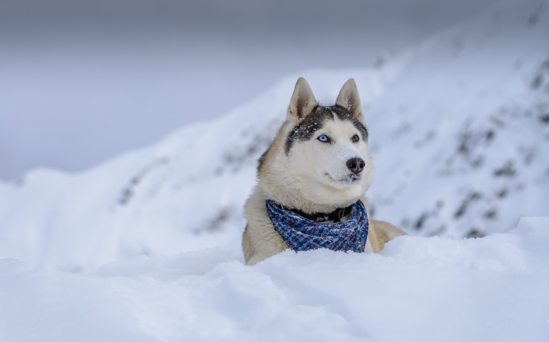 dog, scarf, no people, snow, canine, white color, animal themes, day, purebred dog, winter, domestic, Siberian Husky, sled dog, field, animals, one animal