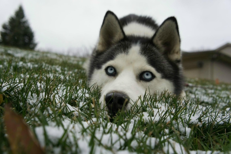 Siberian Husky, sled dog, nature, purebred dog, animals, winter, one animal, animal themes, canine, no people, vertebrate, field, dog, animal, animal head
