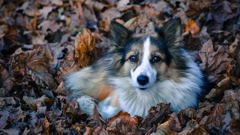 animal, one animal, dog, white, domestic Animals, leaves, tan, canine, sheepdog, 1080P, friendship, border collie, small, autumn, puppy, fur, backgrounds