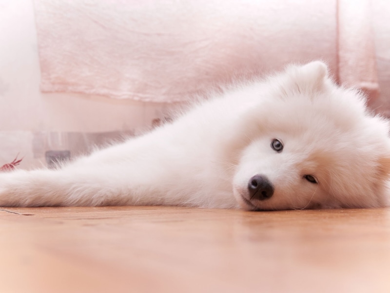 dogs, animal head, young animal, no people, animal eye, animal themes, animal, cat, one animal, samoyed, domestic animals, animal body part, hair, domestic cat