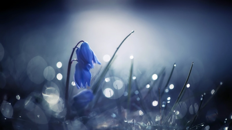 season, blossom, tilt, photo, flowers, flower Head, squill, blue flowers, petal, outdoors, flowering plant, light - Natural Phenomenon, bokeh, summer, bright