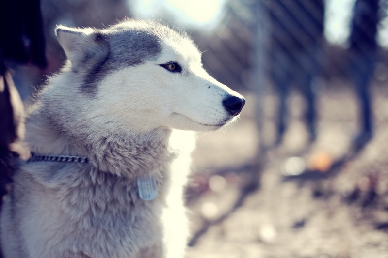 wolf, domestic animals, nature, looking, Siberian Husky , day, animal head, focus on foreground, domestic, snout, mammal, animal themes, sled dog, animals