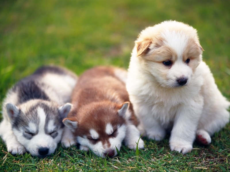 animal head, animal family, fur, purebred Dog, group of animals, outdoors, nature, black, husky, cute, pets, playful, tan, three, no people, plant, focus on foreground