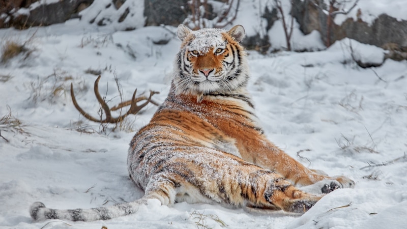 animals, snow, winter, snow covered, big cats, tiger, nature, 1080P, Siberian tiger