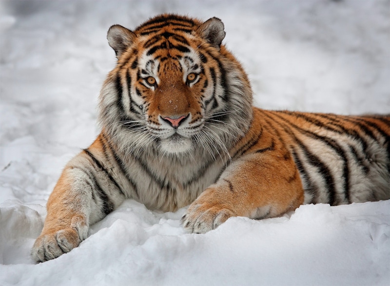 Cats, 1080P, Siberian Tiger, Snow, Animal, Amur Tiger, Tiger
