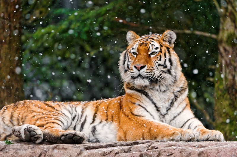 4K, Siberian tiger, Snowfall, 4K, Tigress, Elena