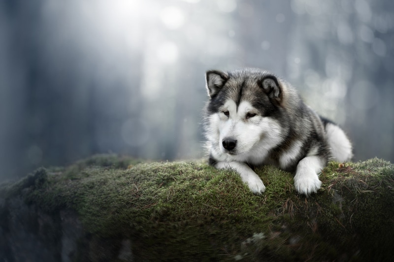 moss, 1080P, Alaskan Malamute, background, dog